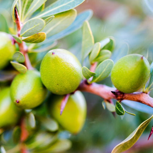 Argan Oil