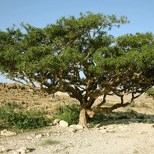 Frankincense
