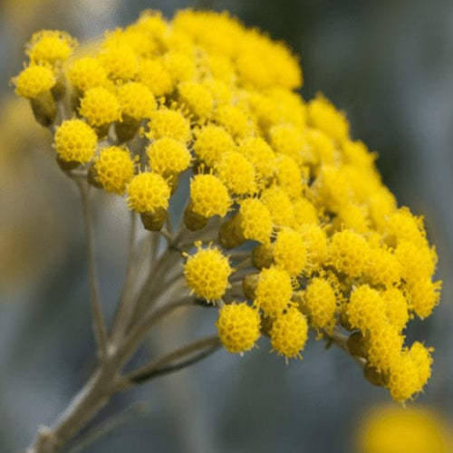 Helichrysum Oil