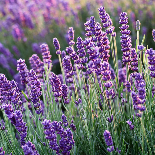 Lavendar Oil